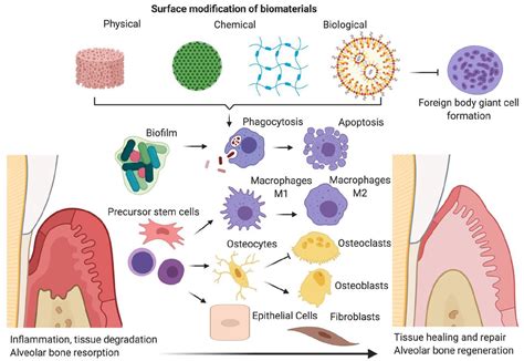  Rhaponticin: สุดยอด Biomaterial สำหรับการกระตุ้น การสร้างเนื้อเยื่อใหม่!